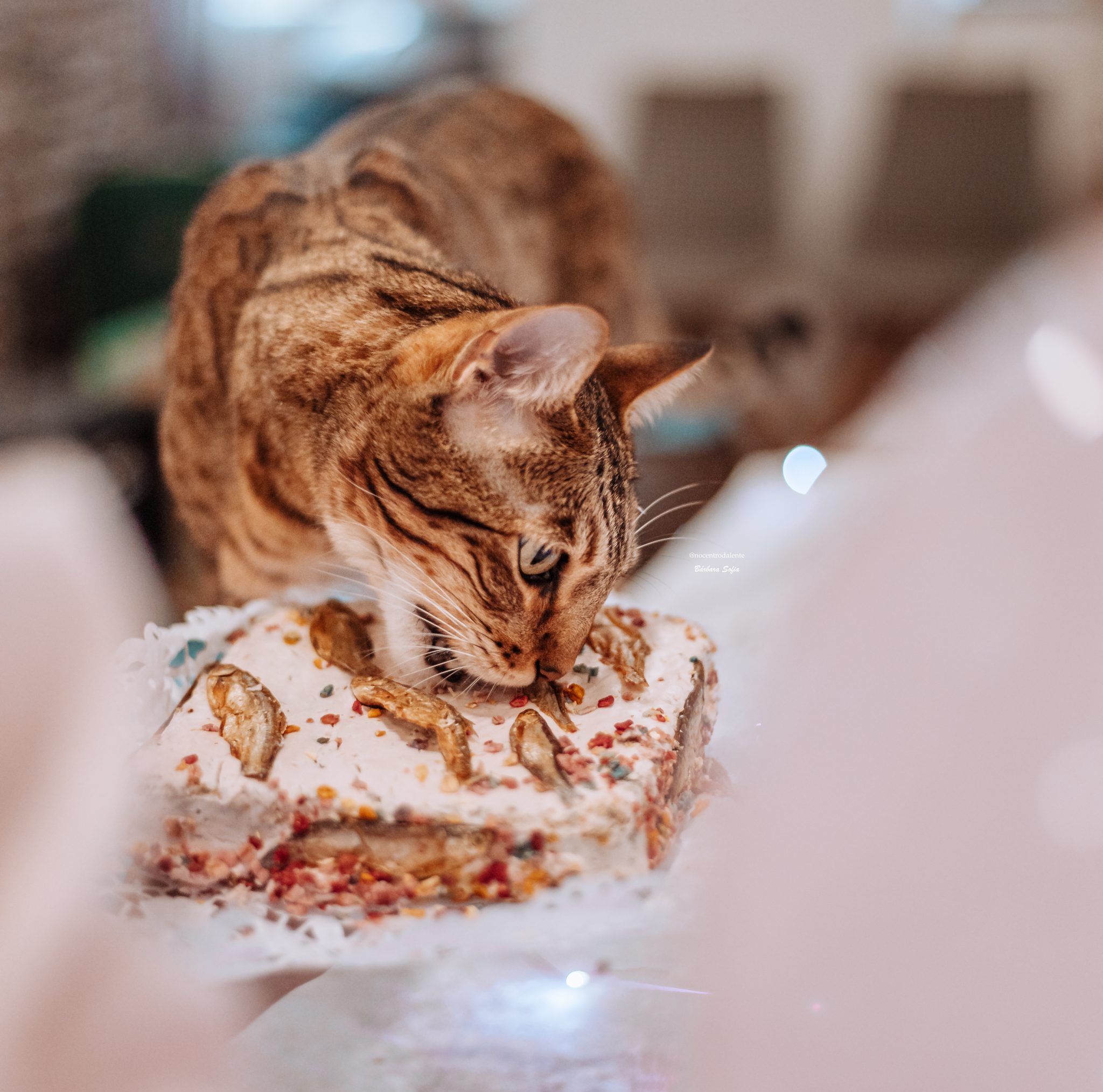 Fresh Meat Cake For cats and dogs by Cooka's Cookies