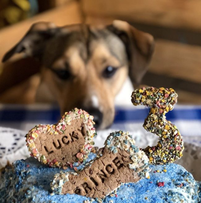 My Love meat cake Fresh Dog Party Cake by Cooka's Cookies